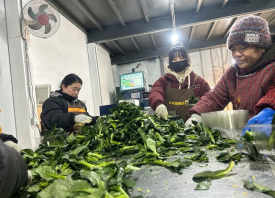 新發地：春菜價格親民
